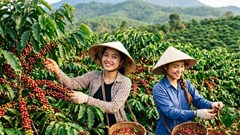 Giá cà phê hôm nay 8.8.2026 giảm mạnh 1.500 đồng/kg