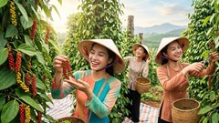 Giá hồ tiêu hôm nay 8.8.2026: Cao nhất 141.000 đồng/kg