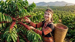 Giá cà phê hôm nay 9.8.2026: Trong nước giảm, Arabica tăng hơn 4%