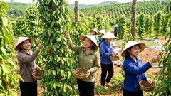 Giá hồ tiêu hôm nay 9.8.2026: Đồng loạt giảm 2.000 đồng/kg