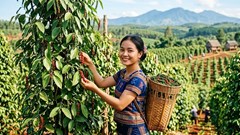 Giá hồ tiêu hôm nay 10.8.2026: Đi ngang sau phiên giảm mạnh