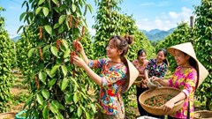 Giá hồ tiêu hôm nay 11.8.2026: Bật tăng 500 đồng/kg
