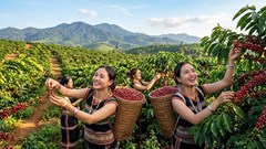Giá cà phê hôm nay 12.8.2026: Cao nhất chạm 98.000 đồng/kg
