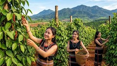 Giá hồ tiêu hôm nay 12.8 quay đầu giảm, thị trường mất nhịp hồi phục