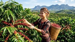 Giá cà phê hôm nay 13.8 giảm 400–500 đồng/kg tại Tây Nguyên