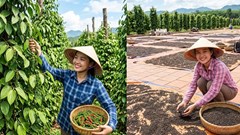 Giá hồ tiêu hôm nay 13.8.2026: Cao nhất 139.000 đồng/kg