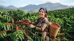 Giá cà phê hôm nay 15.8.2026 giảm sâu 1.500 đồng/kg