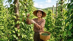 Giá tiêu hôm nay 15.8 đi ngang, thị trường chờ tín hiệu mới