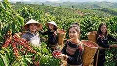 Giá cà phê hôm nay 16.8 xuống 94.800 đồng/kg, thế giới trái chiều