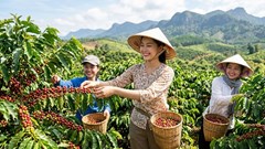 Giá cà phê hôm nay 17.8 ổn định sau chuỗi phiên giảm mạnh