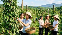 Giá hồ tiêu hôm nay 17.8 đứng giá, thị trường chờ tín hiệu mới
