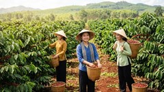 Giá cà phê hôm nay 18.8.2026 tăng trở lại, cao nhất 95.300 đồng/kg