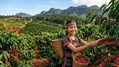 Giá cà phê hôm nay 21.8.2026 giảm trở lại, cao nhất 98.000 đồng/kg