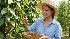 Giá hồ tiêu hôm nay 20.8.2026: Đi ngang, cao nhất 139.000 đồng/kg
