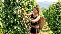 Giá hồ tiêu hôm nay 21.8.2026 ổn định tại các vùng trọng điểm