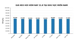Giá heo hơi hôm nay 21.8.2026: 19 địa phương đồng loạt tăng
