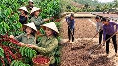 Giá cà phê hôm nay 23.8 giảm mạnh, thế giới đồng loạt đỏ sàn