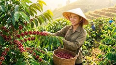 Giá cà phê hôm nay 24.8.2026: Trong nước và thế giới cùng giữ giá