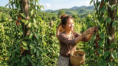 Giá hồ tiêu hôm nay 24.8.2026: Cao nhất 139.000 đồng/kg