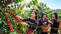 Giá cà phê hôm nay 25.8.2026 đồng loạt tăng 300 đồng/kg