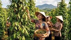 Giá hồ tiêu hôm nay 25.8 giữ vùng 136.000–138.500 đồng/kg