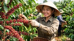 Giá cà phê hôm nay 27.8.2026 giảm trở lại, cao nhất 97.200 đồng/kg