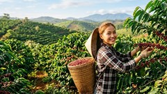 Giá cà phê hôm nay 26.8.2026 bật tăng, Robusta London tăng hơn 5%