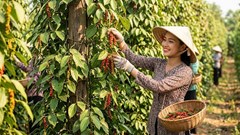 Giá tiêu hôm nay 27.8: Thị trường nhích nhẹ, cao nhất 138.500 đồng/kg