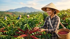 Giá cà phê hôm nay 28.8.2026: Trong nước giảm, Arabica mất hơn 4%