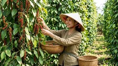 Giá hồ tiêu hôm nay 28.8 đi ngang sau phiên tăng nhẹ