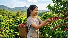 Giá cà phê hôm nay 29.8.2026 giảm tiếp, cao nhất còn 95.500 đồng/kg