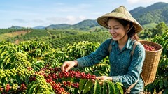 Giá cà phê hôm nay 1.9.2026 bật tăng trở lại tại các vùng trọng điểm