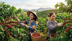 Giá cà phê hôm nay 2.9.2026 ổn định, thị trường chờ thêm tín hiệu mới