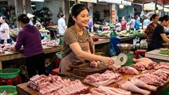 Giá heo hơi hôm nay 2.9.2026: Miền Bắc giữ đỉnh 59.000 đồng/kg
