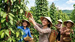 Giá hồ tiêu hôm nay 2.9.2026: Đi ngang, cao nhất 137.000 đồng/kg
