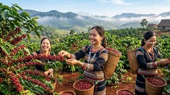 Giá cà phê hôm nay 3.9.2026: Trong nước đồng loạt giảm 700 đồng/kg