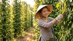 Giá hồ tiêu hôm nay 4.9.2026: Cao nhất 137.000 đồng/kg