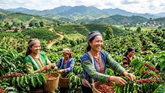 Giá cà phê hôm nay 6.9.2026 bật tăng trở lại tại các vùng trọng điểm