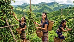 Giá tiêu hôm nay 6.9 chưa bật tăng, thị trường chờ lực mua mới