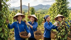 Giá hồ tiêu hôm nay 8.9.2026: Cao nhất 137.000 đồng/kg