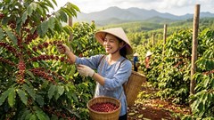 Giá cà phê hôm nay 10.9.2026 tiến gần lại mốc 100.000 đồng/kg