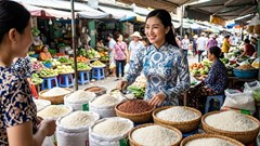 Giá lúa gạo hôm nay 9.9.2026: IR 504, CL 555 cùng giảm 50 đồng/kg