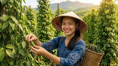 Giá hồ tiêu hôm nay 14.9 giữ vùng cao, thị trường chờ tín hiệu mới