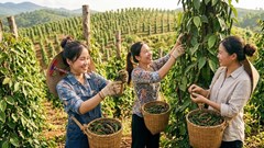 Giá hồ tiêu hôm nay 17.9.2026 giữ vùng cao 137.000–141.000 đồng/kg