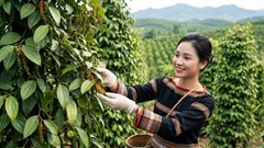 Giá tiêu hôm nay 18.9 chưa biến động, thị trường chờ lực mua mới