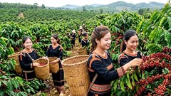 Giá cà phê hôm nay 19.9 giảm tiếp, cao nhất còn 93.800 đồng/kg