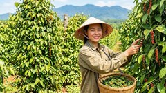 Giá hồ tiêu hôm nay 19.9.2026 neo vùng 137.000–141.000 đồng/kg