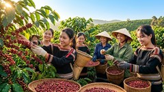 Giá cà phê hôm nay 21.9.2026 đi ngang, cao nhất 93.800 đồng/kg