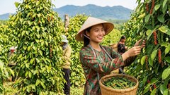 Giá hồ tiêu hôm nay 21.9: Thị trường đi ngang, nhiều nơi giữ giá cao