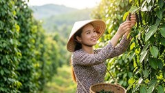 Giá hồ tiêu hôm nay 22.9.2026: Tây Nguyên và Đông Nam Bộ đồng loạt đứng giá